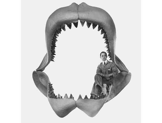SHARK TOOTH: 4" HUGE Megalodon (2 Million Years Old) - Photo 1