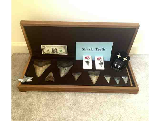 SHARK TOOTH: 4" HUGE Megalodon (2 Million Years Old) - Photo 3